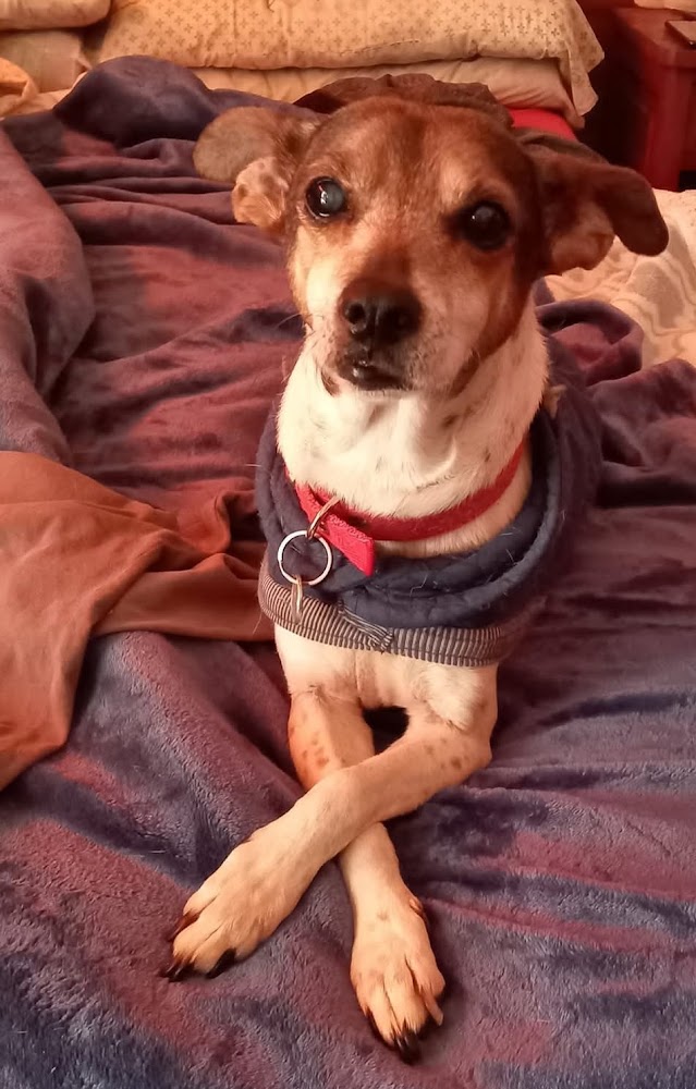 Paciente atendido en Veterinaria Pro Vida Animal